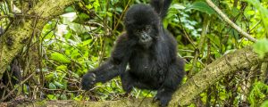 Mountain Gorillas in Virunga National Park
