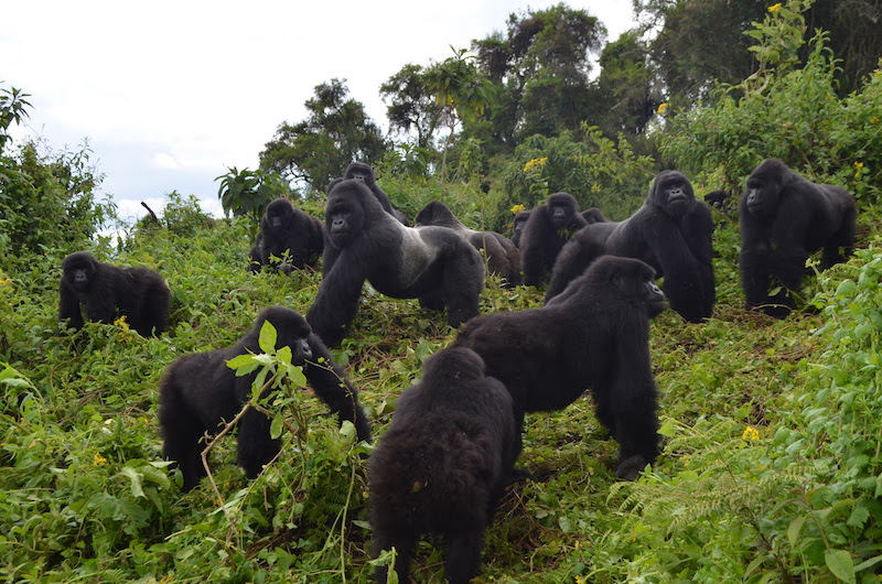 Double Gorilla Trekking in Congo
