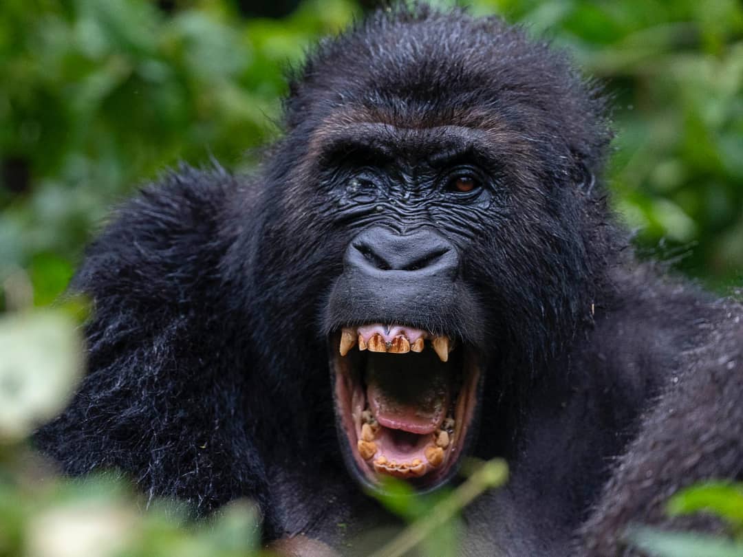 Luxury Gorilla Trek Rwanda and Congo