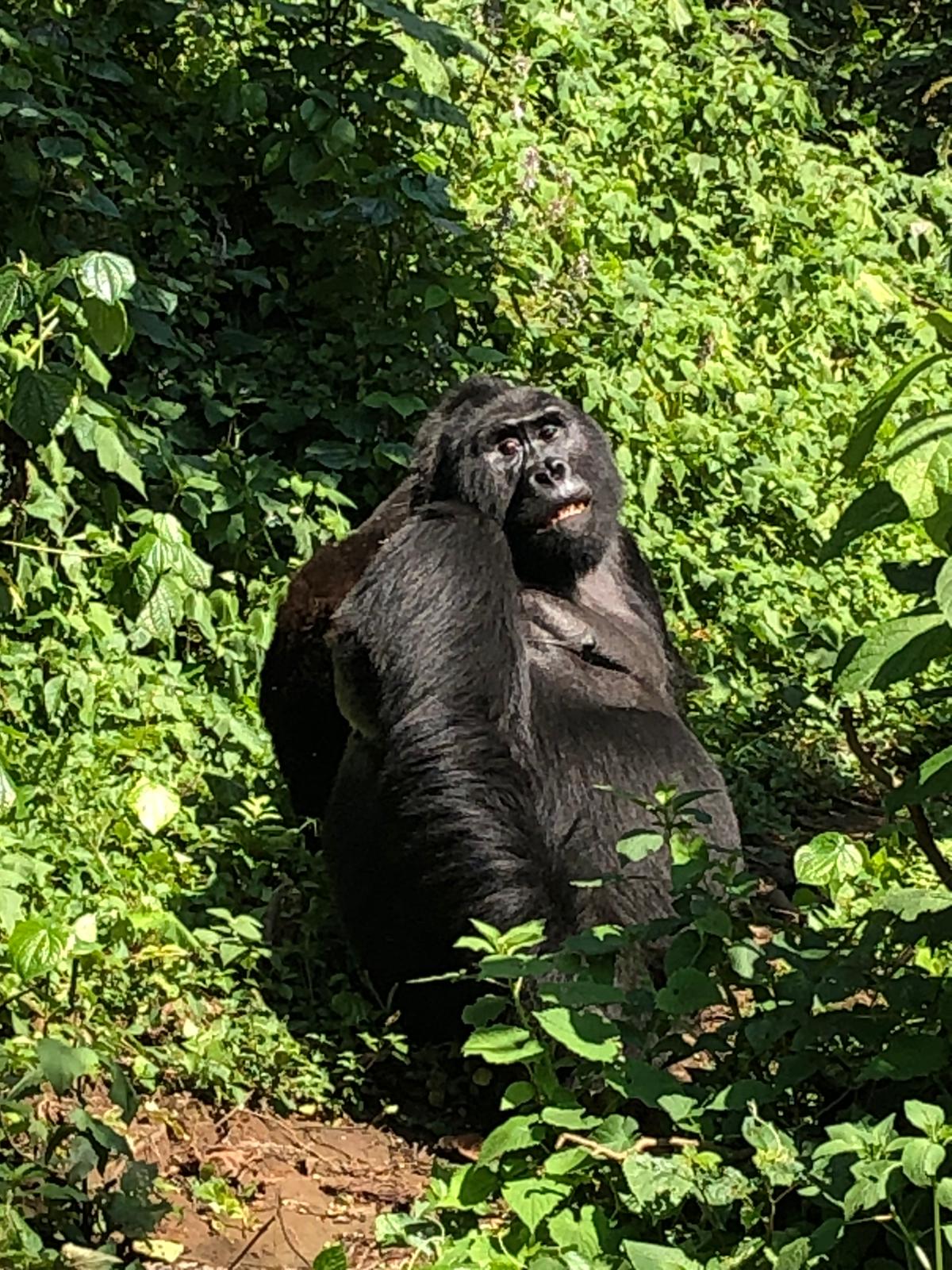 Is Gorilla Trekking Tours Safe in DR Congo